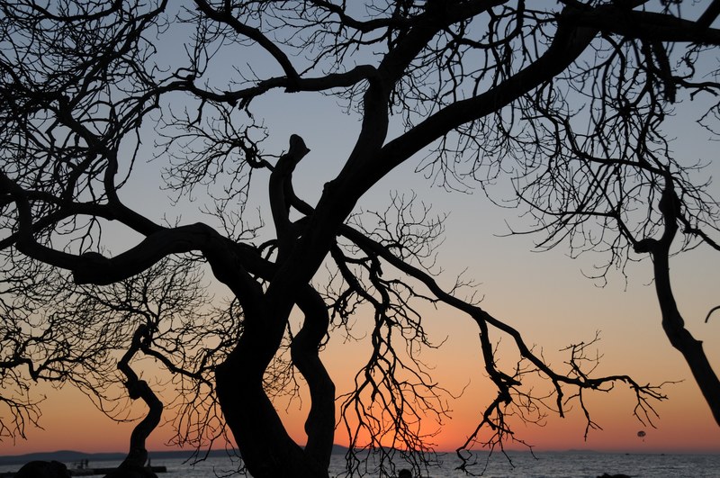 tree back light landscape sunset contrast 4k