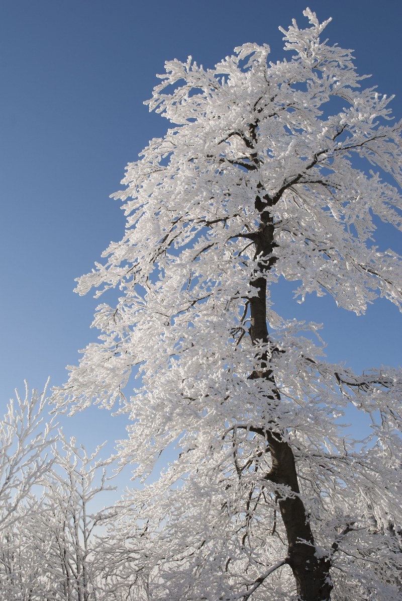 tree winter snow nature white snowy 4k