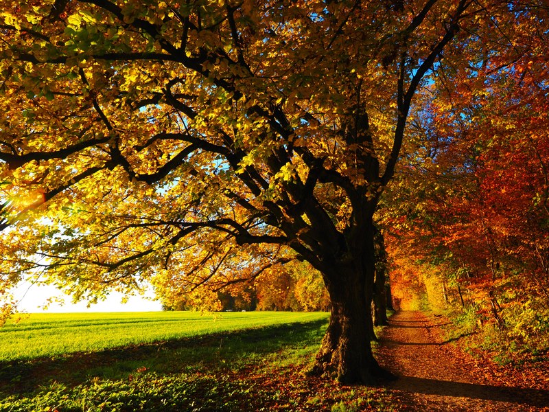 tree avenue back light sun field away sky green 4k
