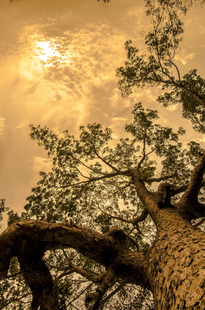 tree trunk tall forest woods wood bark sky 4k