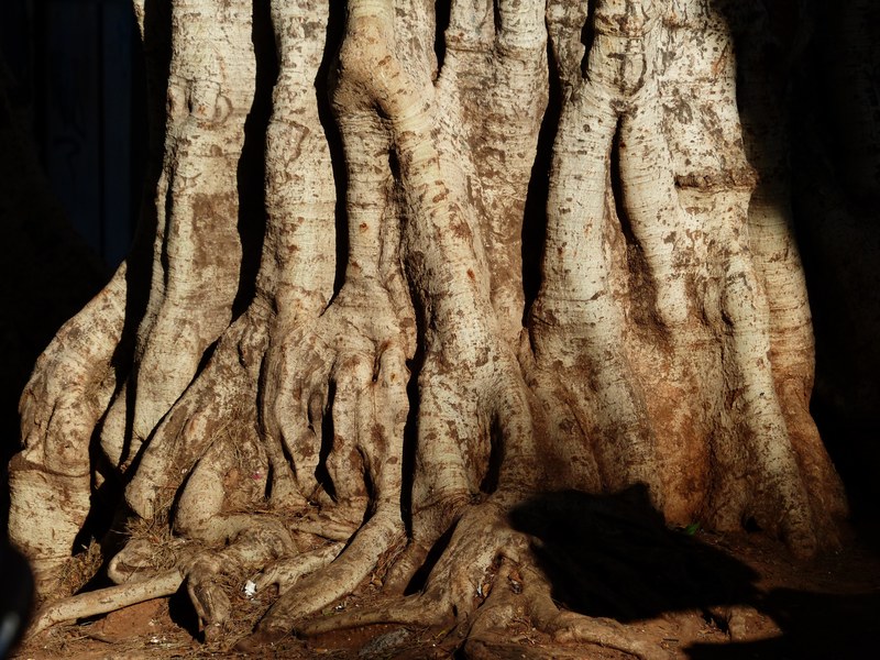 tree log tribe large massive laurel tree 4k