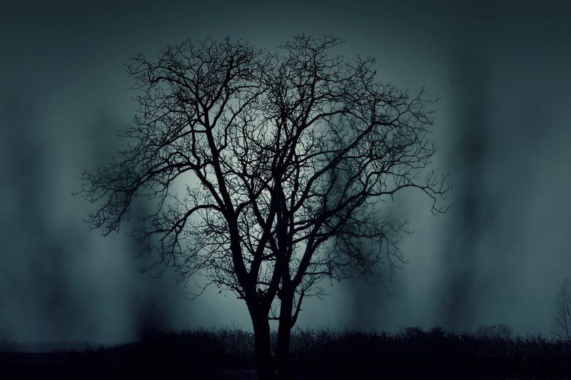 tree silhouette mysterious halloween black dark 4k