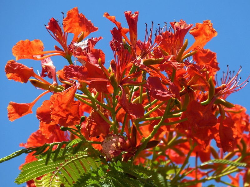 tree nature flowers garden spring tropics 4k