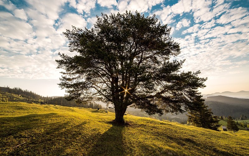 tree dawn nature bucovina romania campulung 4k