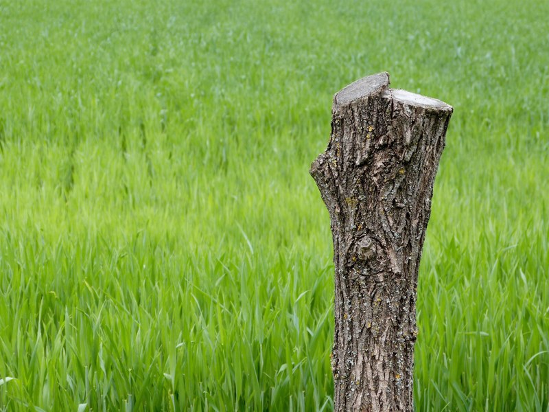 tree stump dead wood nature forest trunk 4k