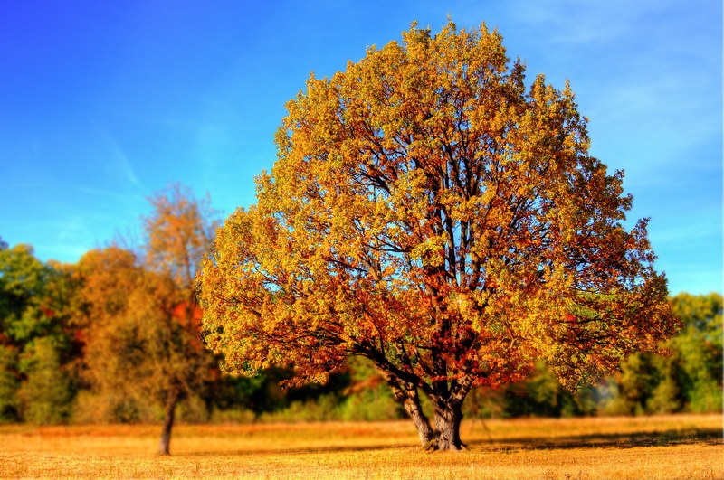tree fall fall colors fall leaves autumn 4k