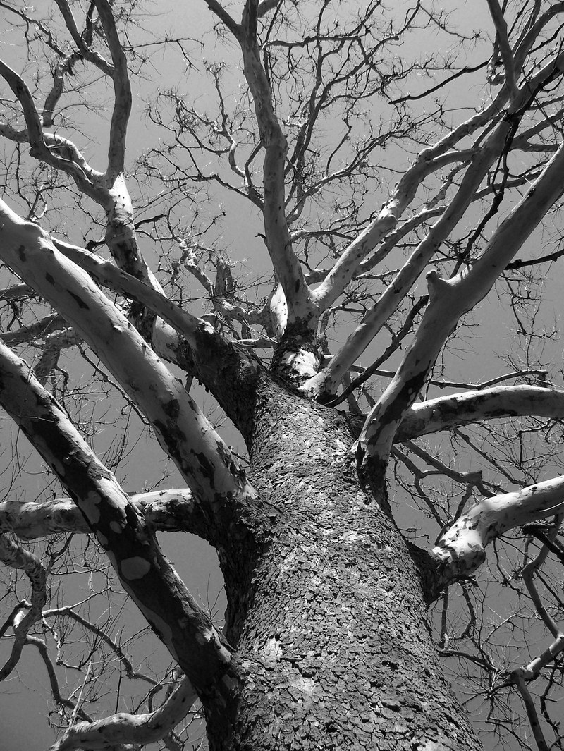 tree dead winter branches aged nature environment 4k