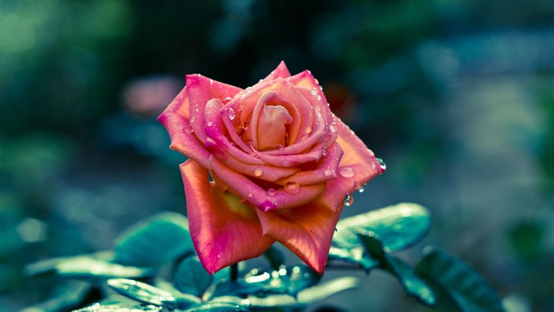 flowers, rose, petals, stem, focus, sharpness, drops, leaves, 4k