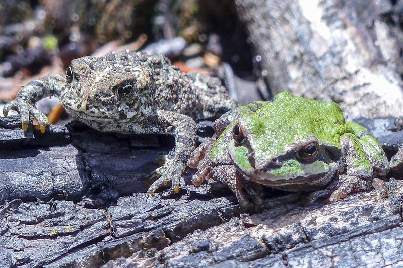 toad green tree frog frog amphibian animals 4k