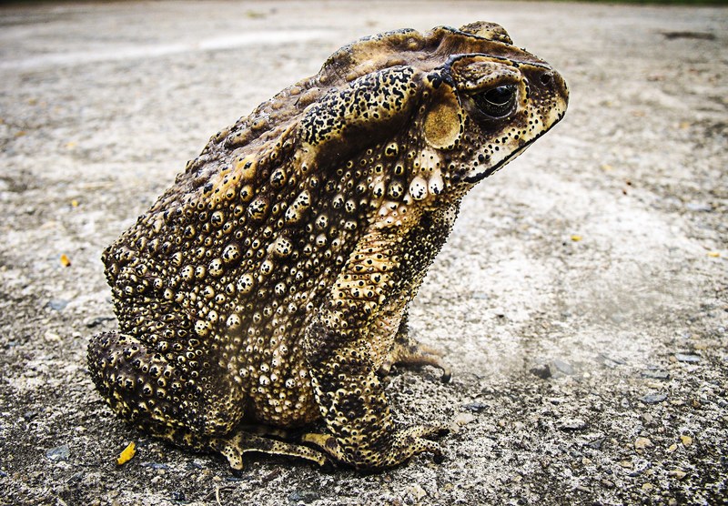 toad frog urmonster 4k