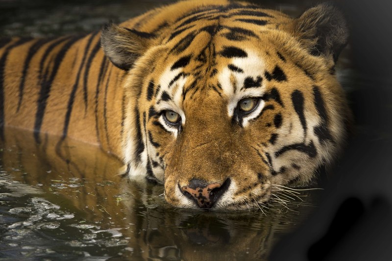 tiger wildlife eyes bathing lake wild predator 4k