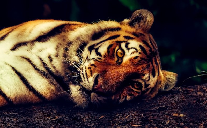 tiger animal wildlife resting macro closeup 4k