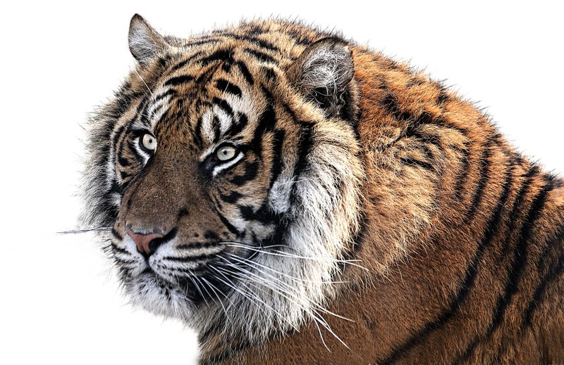 tiger tiger head animal feline png 4k