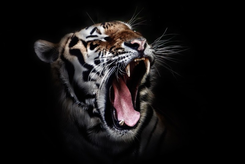 tiger head wildlife animal wild feline cat 4k