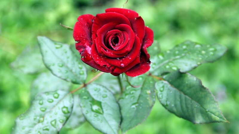 rose, bud, drop, leaves, 4k