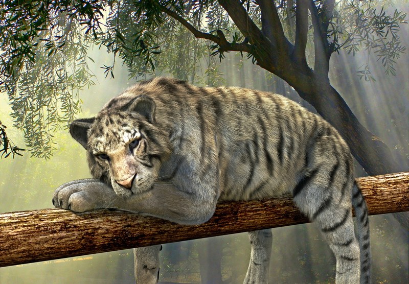 tiger animal jungle rainforest exotic animal world 4k