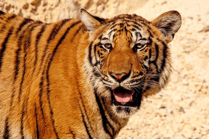 tiger animal wild wildlife nature cat thailand 4k