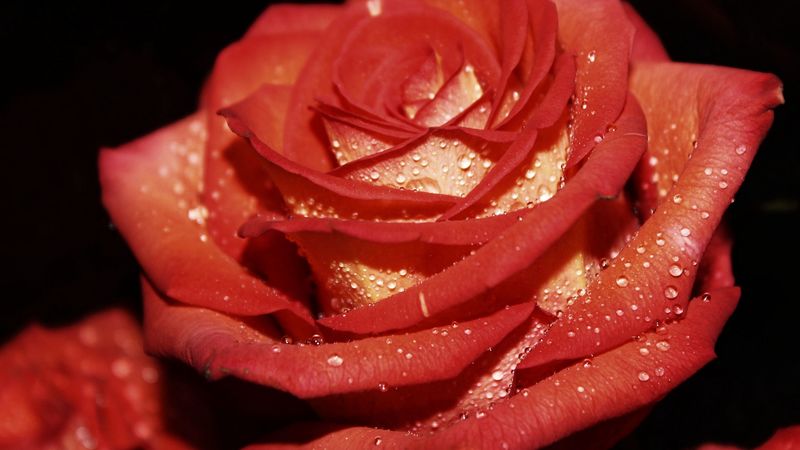 rose, red, drop, 4k