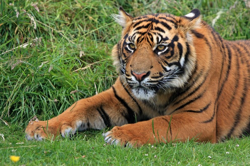tiger sumatran sumatran tiger tiger cub cub young 4k