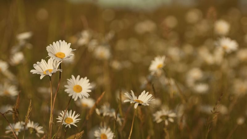 field, meadow, grass, summer, flowers, heat, color, daisies, 4k