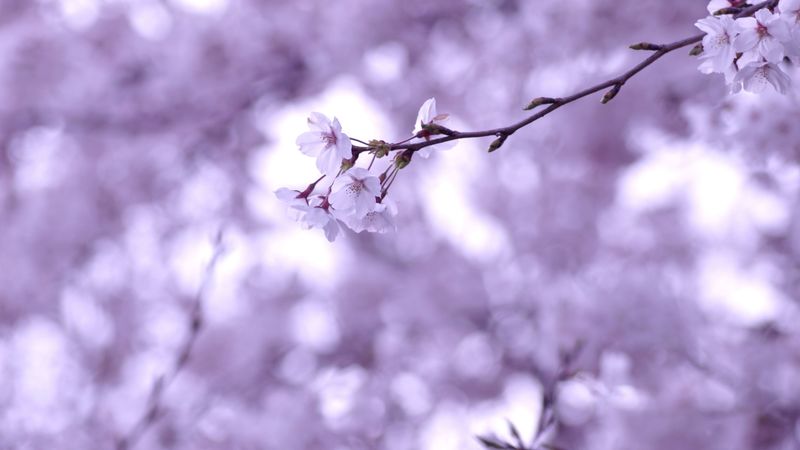cherry, twig, sakura, branches, 4k