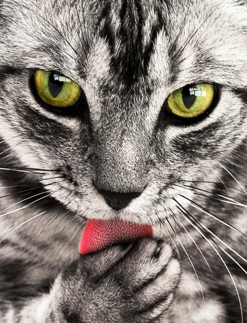 tabby cat close up portrait feline animal pet 4k