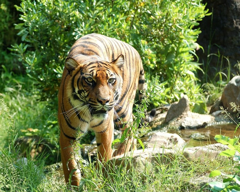 tiger sumatran tiger cat predator dangerous animal 4k