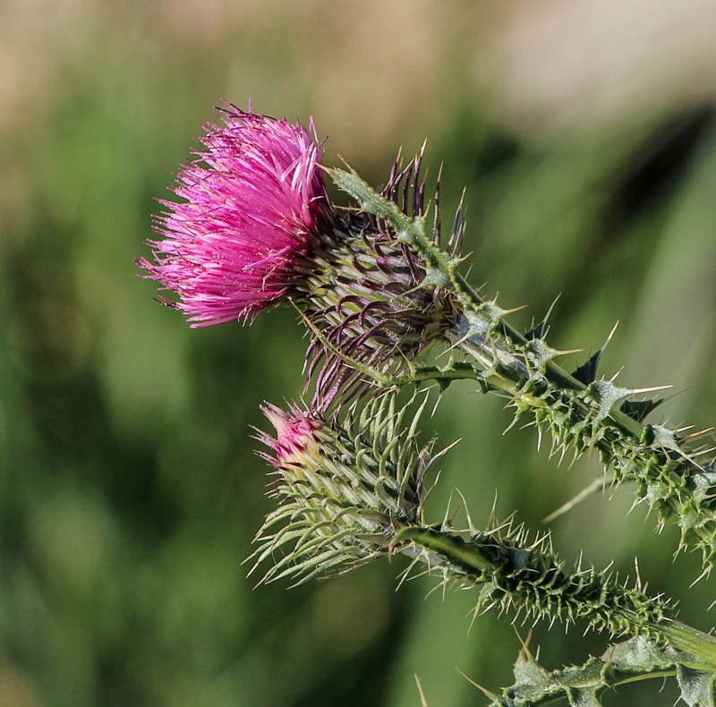 thistle flower pink flora plant blossom weed 4k
