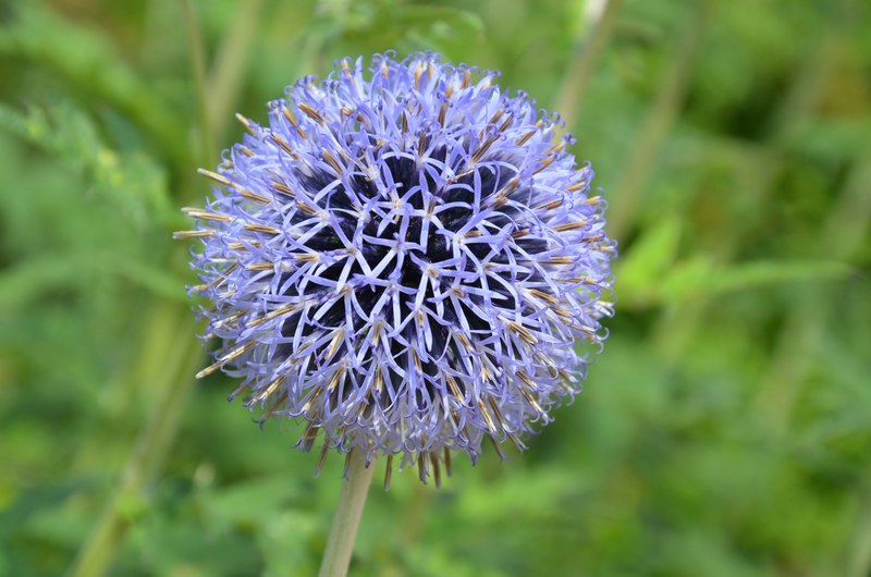 thistle globe thistle flower plant blossom bloom 4k
