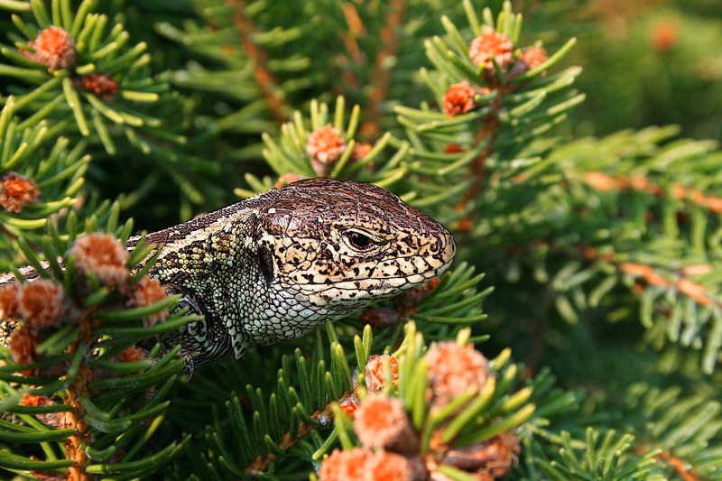 the lizard gad spring animal zoo sand lizard 4k
