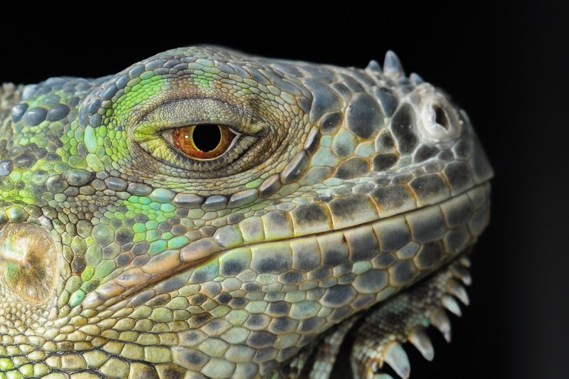 the lizard iguana gad dragon animal portrait eye 4k