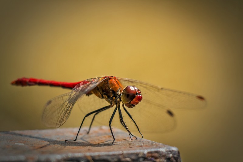 sympetrum vulgatum ordinary dragonfly red dragonfly 4k
