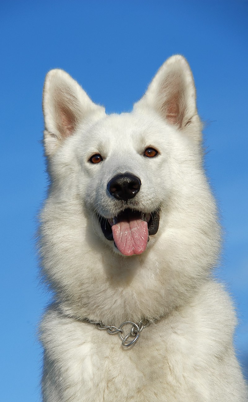 swiss shepherd dog dog pet portrait head animal 4k