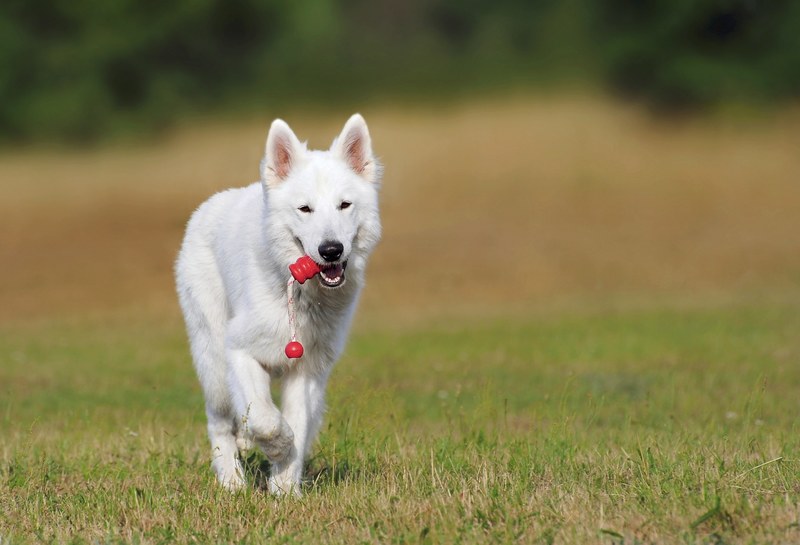 swiss shepherd dog dog white animal play pet 4k