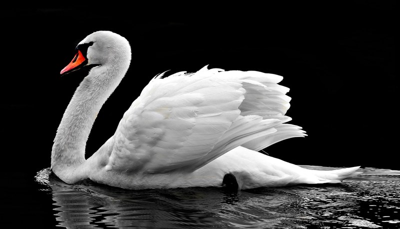 swan water white water bird lake nature 4k