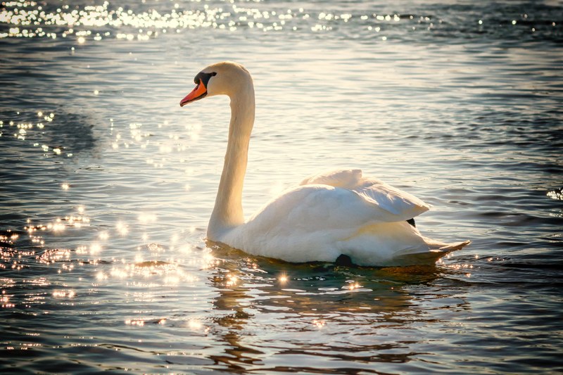 swan water bird lake white feather nature 4k