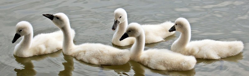 swans baby swans water waterfowl young swans 4k