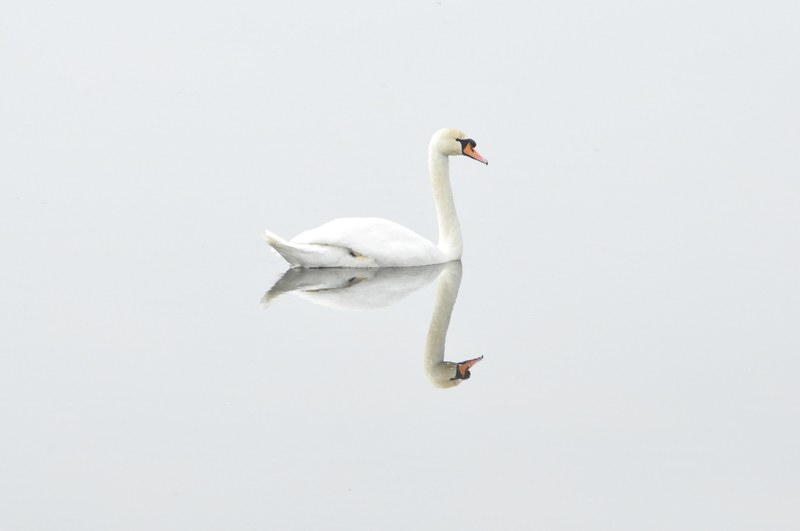 swan bird nature water bird mirror image 4k