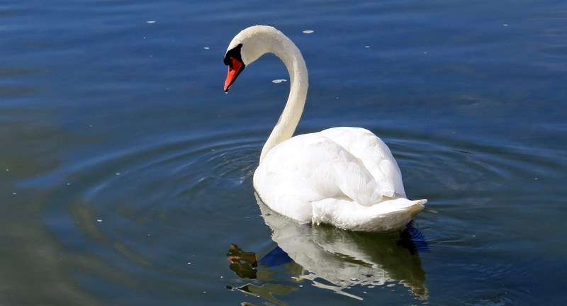 swan water bird water river switzerland white 4k