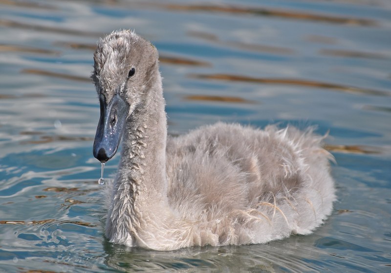 swan animal water bird young lake switzerland 4k