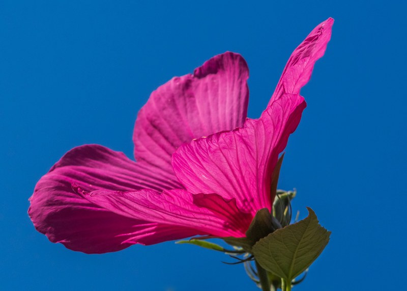 swamp hibiscus pink flower hibiscus moscheutos 4k