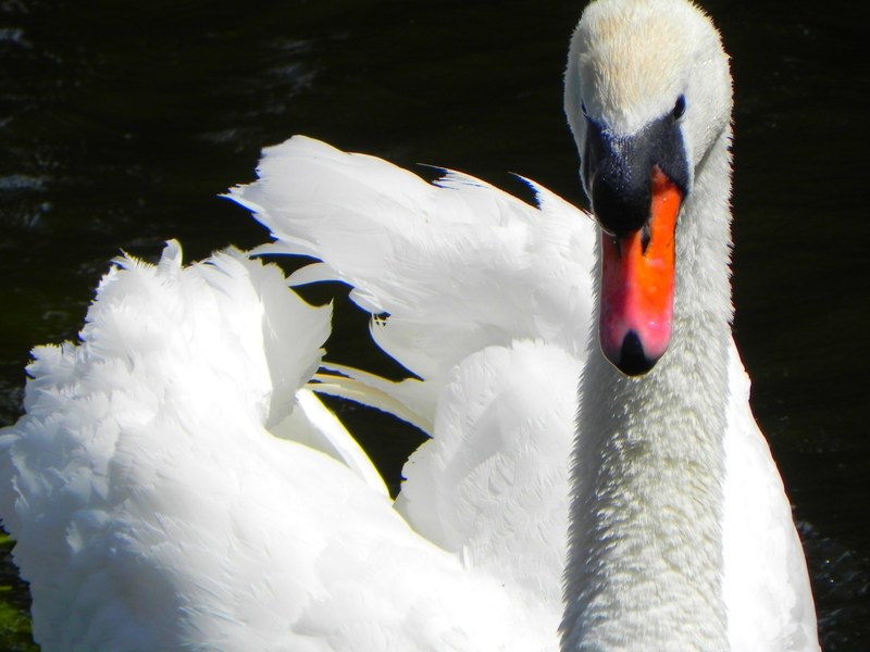 swan bird feathers flying wildlife beak waterfowl 4k