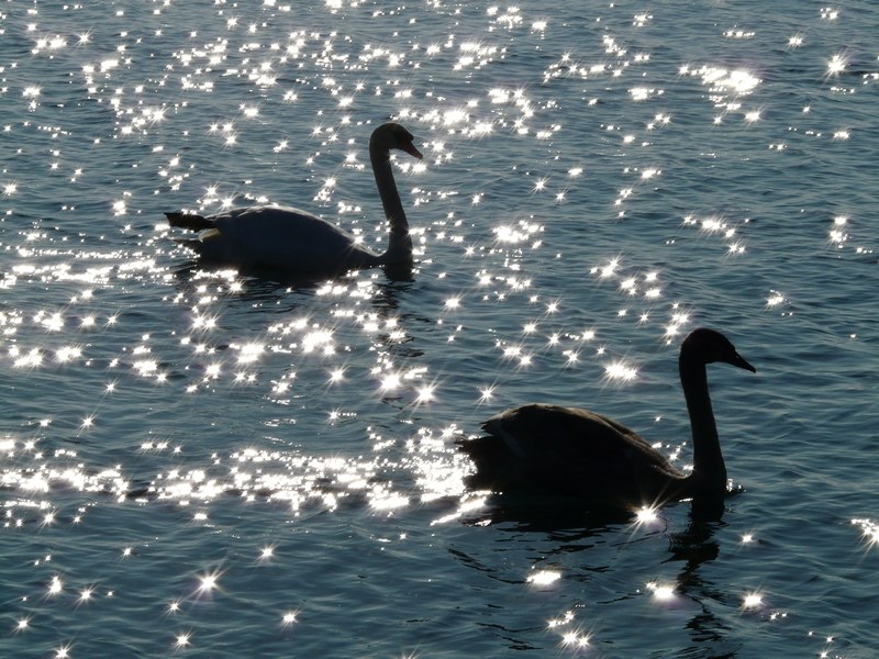 swan swans animal fauna water waters back light 4k