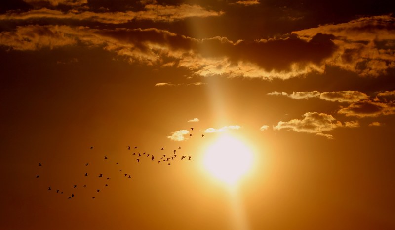 sunset birds cloud sun sky red 4k