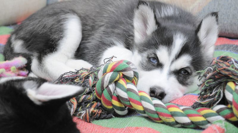 puppy, husky, dog lying, 4k