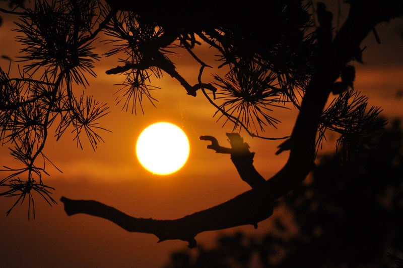 sunset mountains orange branches summer evening 4k
