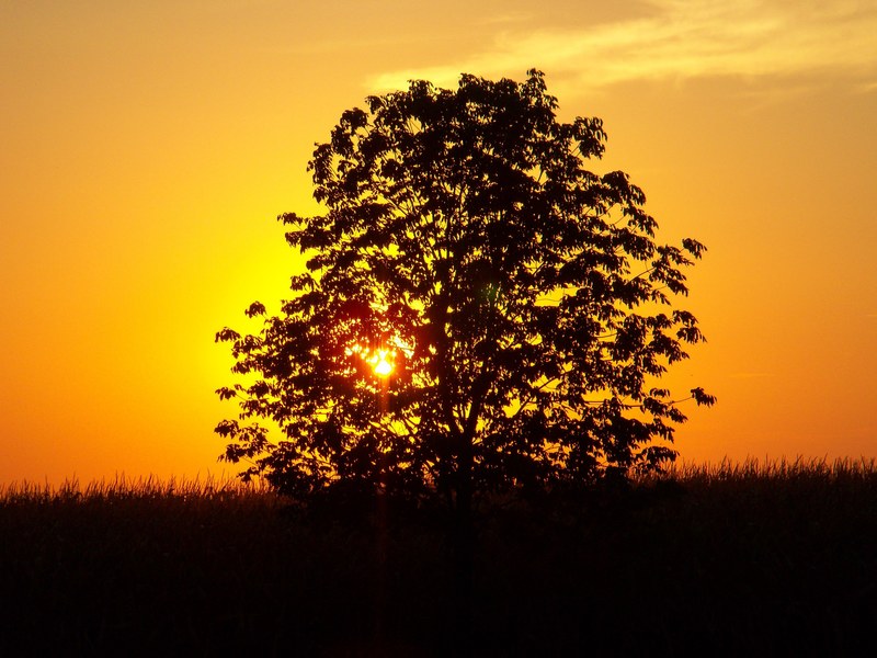 sunset tree landscape corn field outside nature 4k
