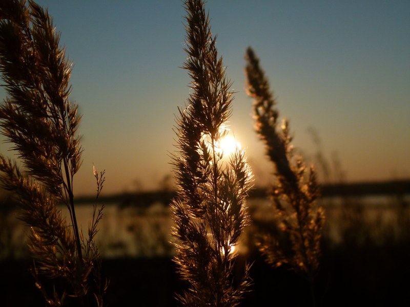 sunset reed backlight sky 4k