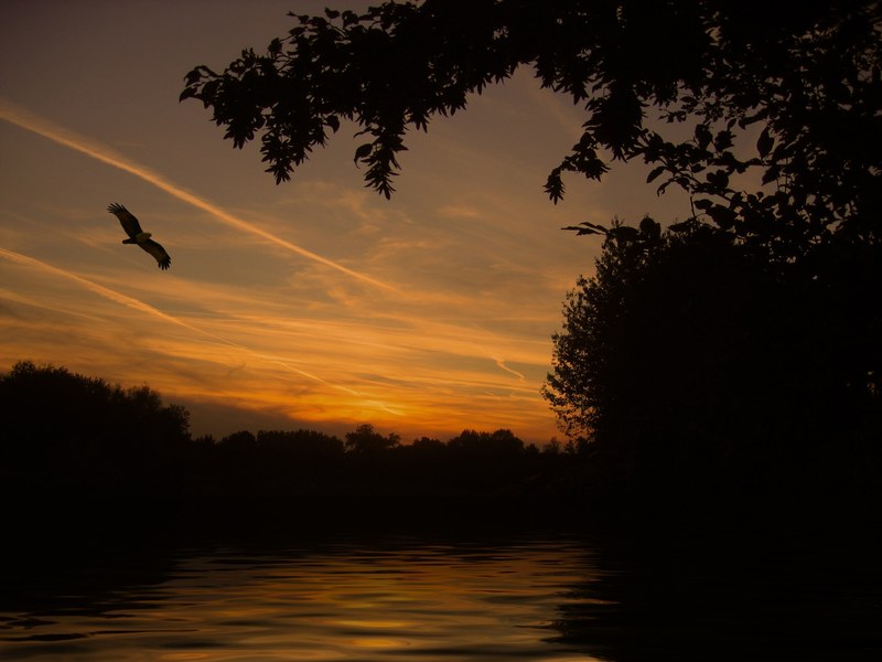 sunset lake mirroring wave bird mood landscape 4k