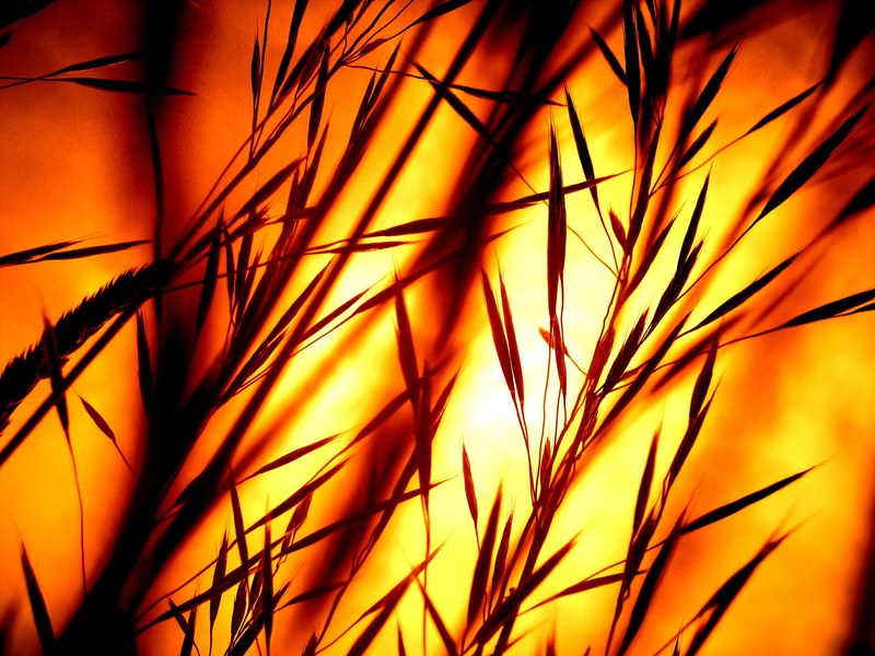 sunset afterglow bill grass blades of grass 4k